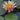 Nymphaea Georgia Peach