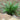 Ophiopogon Japonicus