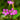 Oxalis Corymbosa