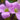 Oxalis Corymbosa