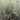 Phalaris Arundinacea Picta