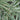 Phalaris Arundinacea Picta