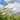 Phragmites Australis