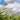 Phragmites Australis