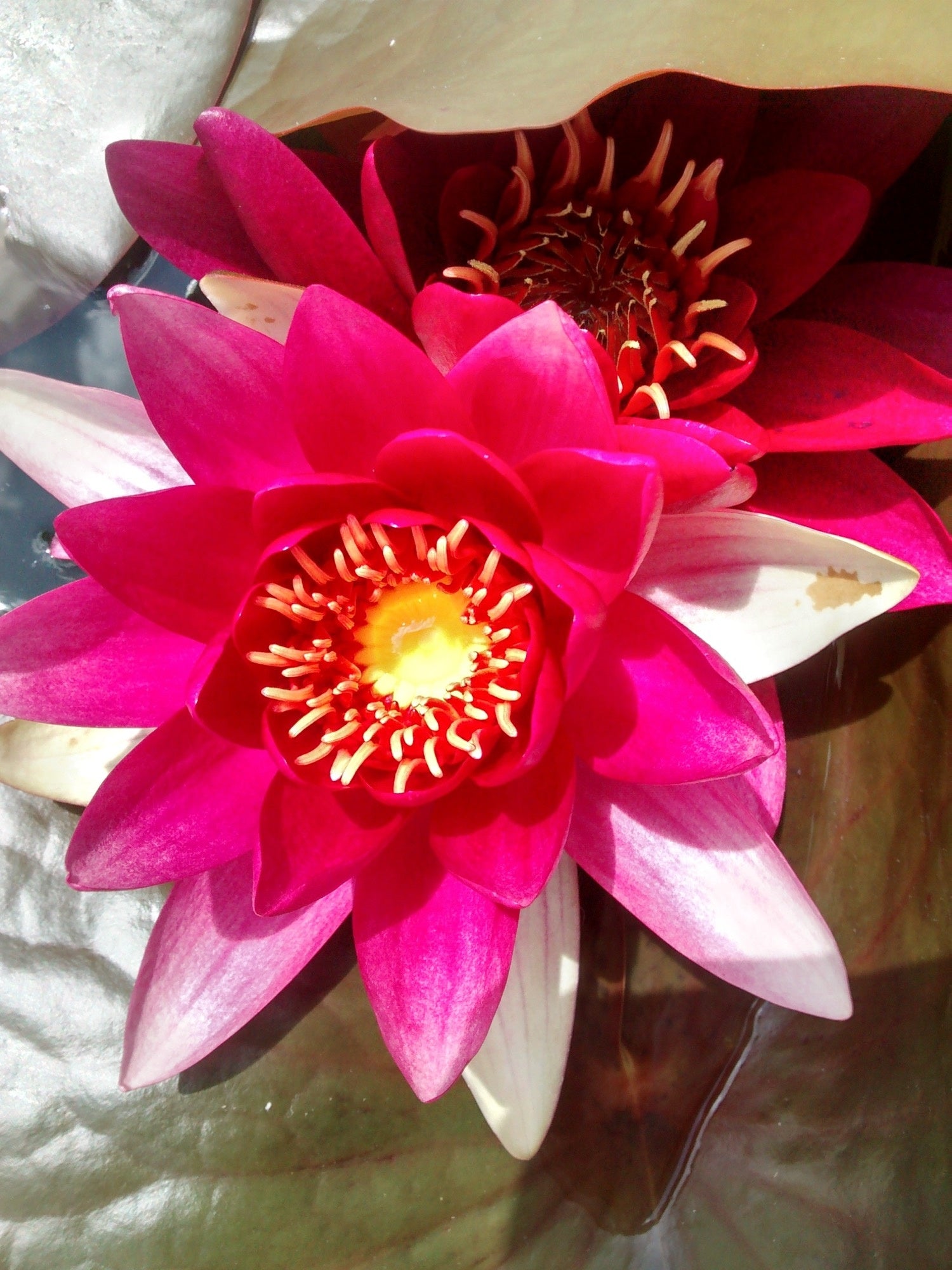 spider water lily Red Spider Water Lily - Pond Plants