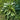 Rumex hydrolapathum