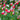 Salvia microphylla 'Hot Lips'