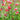 Salvia microphylla 'Hot Lips'