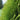 Thuja plicata - Hedge Plants - Hedging - HEG01
