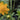 Trollius chinensis 'Golden Queen'