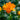 Trollius chinensis 'Golden Queen'