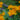 Trollius chinensis 'Golden Queen'