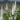 Veronica longifolia 'Alba'