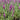 Veronica longifolia 'Eveline'