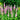 Veronica longifolia 'Pink Eveline'