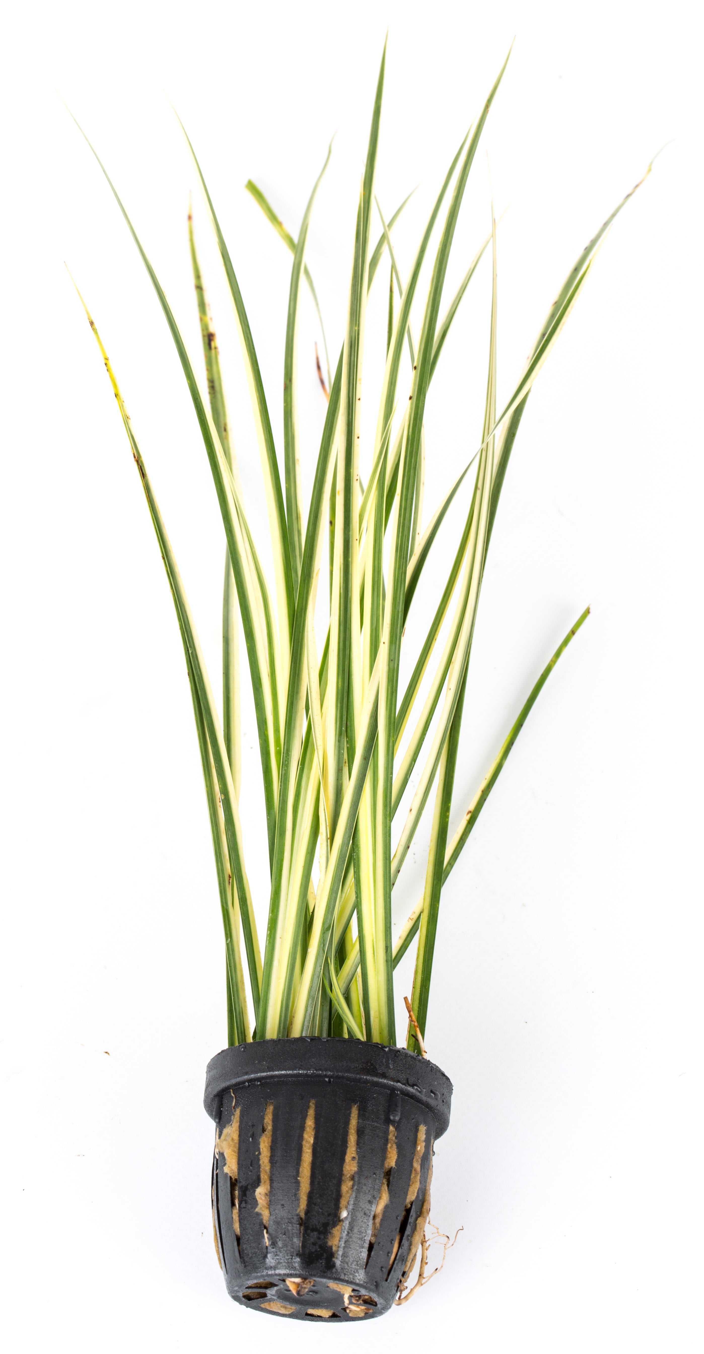 dracaena variegatus aquarium Acorus gramineus var. variegatus