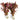 Alternanthea Cardinalis