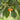 Aprikyra (Cherrycot) Cherry