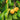 Aprimira - Miracot Cherry Plum