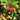 Arbutus Unedo Strawberry Tree