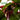 1 - 25 / Oxygenating Pond Water Plants - Water Chestnut - Floating Pond Plants - Pond Plants - Water Plants-2709
