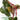 1 - 25 / Oxygenating Pond Water Plants - Water Chestnut - Floating Pond Plants - Pond Plants - Water Plants-0