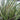 Acorus gramineus variegatus (Variegated slender sweet flag) - Marginal Pond Plants - Pond Plants - Water Plants-0