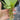 1 - 25 / Oxygenating Pond Water Plants - Water Lettuce - Floating Pond Plants - Pond Plants - Water Plants-2714