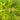 Carex grayi (Mace sedge) - Marginal Pond Plants - Pond Plants - Water Plants-19565
