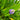 Pontederia cordata lanceolata (Giant pickerel weed) - Marginal Pond Plants - Pond Plants - Water Plants-19588
