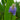 Pontederia cordata lanceolata (Giant pickerel weed) - Marginal Pond Plants - Pond Plants - Water Plants-19590