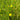 Ranunculus flammula (Lesser spearwort)-None-1 Ltr-19819