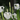 Iris pseudacorus ‘Alba’ - Marginal Pond Plants - Pond Plants - Water Plants-0