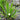1 - 25 / Oxygenating Pond Water Plants - Water Soldiers - Floating Pond Plants - Pond Plants - Water Plants-0