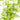 Cabomba Aquatica - oxygen plant - aquarium plant - tropical plant-2686