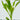 Amazon Swords - oxygen plant - aquarium plant - tropical plant-2698