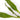 50 Live Aquarium Aquatic, Tropical Fish tank Plants, Live plants, Fresh, Cold water-808