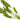 Amazon Swords - oxygen plant - aquarium plant - tropical plant-2699