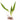 50 Live Aquarium Aquatic, Tropical Fish tank Plants, Live plants, Fresh, Cold water-812