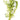 Cabomba Aquatica - oxygen plant - aquarium plant - tropical plant-0