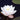 Chubby water lily - pond plants water lilies aquatic plants-0