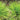 Acorus gramineus Pusillus - Marginal Pond Plants - Pond Plants - Water Plants-0