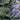 Ajuga Pyramidalis - Marginal Pond Plants - Pond Plants - Water Plants-0