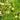 Alisma parviflorum (American water plantain) - Marginal Pond Plants - Pond Plants - Water Plants -0