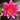 Andreana water lily - pond plants - water lilies - aquatic plants-19878