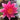 Andreana water lily - pond plants - water lilies - aquatic plants-19880
