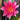 Andreana water lily - pond plants - water lilies - aquatic plants-0