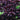 Angelica Gigas - Marginal Pond Plants - Pond Plants - Water Plants-0