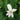 Anemopsis californicum (Apache beads) - Marginal Pond Plants - Pond Plants - Water Plants-0