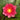 Arethusa water lily - pond plants - water lilies - aquatic plants-19833